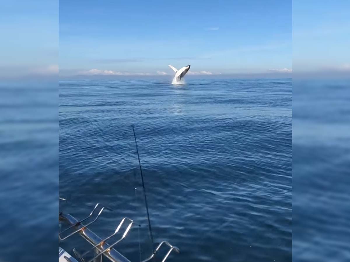 Article image for ‘Stunning’ video: Fishing family have incredible close encounter with humpback whales