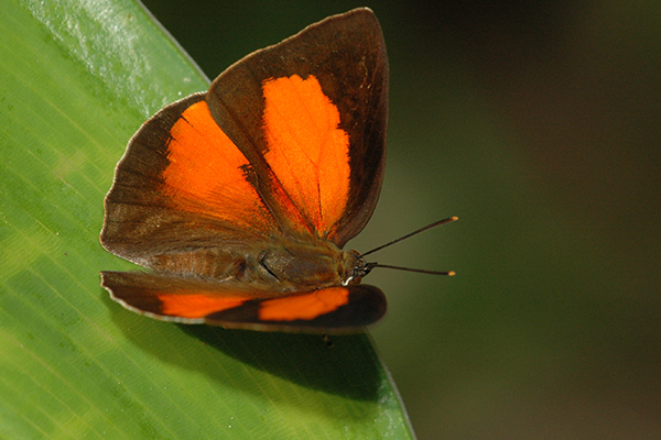 Article image for How a butterfly derailed a multi-million dollar rail project