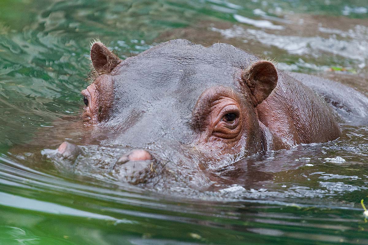 Article image for Viral video: Terrifying moment sightseers were chased by hippo