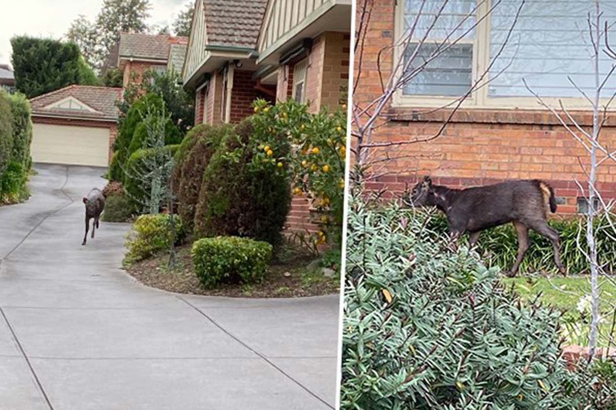 Deer in Ivanhoe East