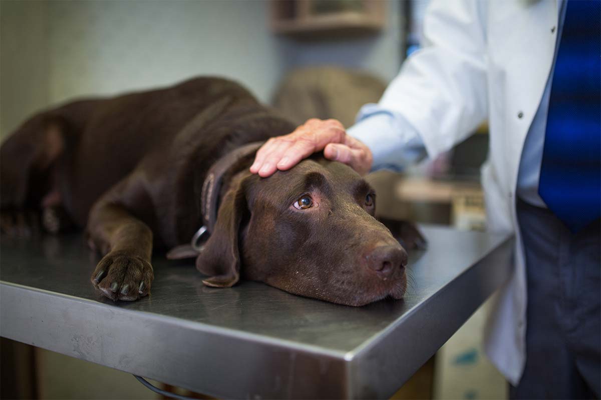 Article image for Sick as a dog: ‘Very severe’ pup gastro outbreak spreading in Melbourne’s east