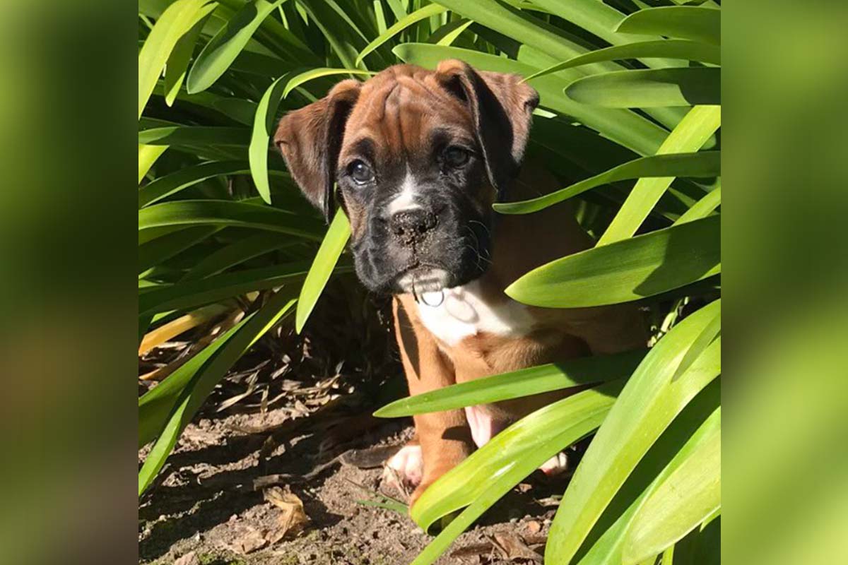 jester the boxer