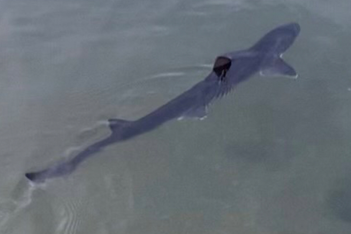 Article image for VIDEO: Incredible shark sighting metres from the shore at Hampton beach