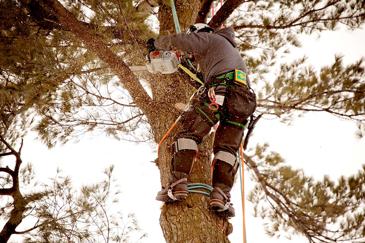 Tree arborist