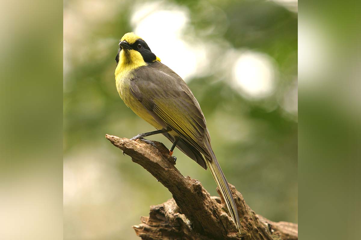 Helmeted honeyeater