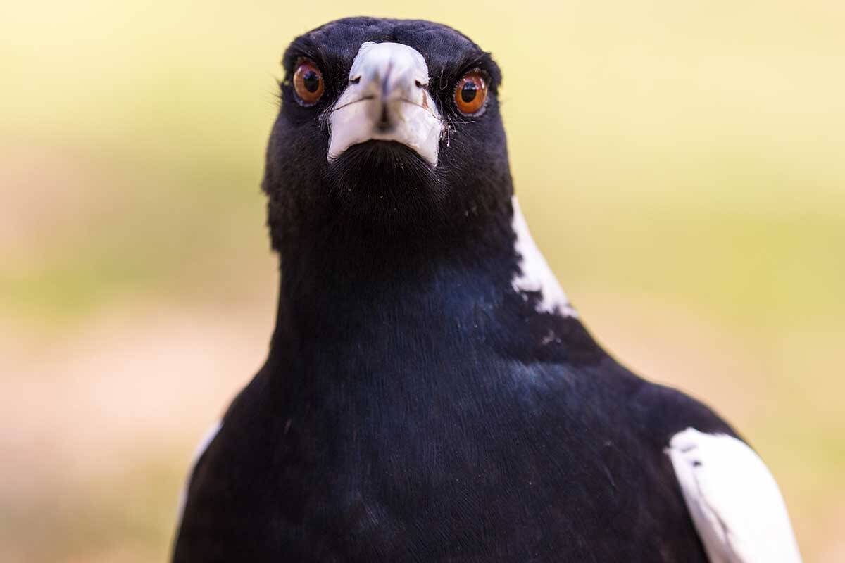 Article image for The one ‘foolproof’ way to avoid being swooped by a magpie