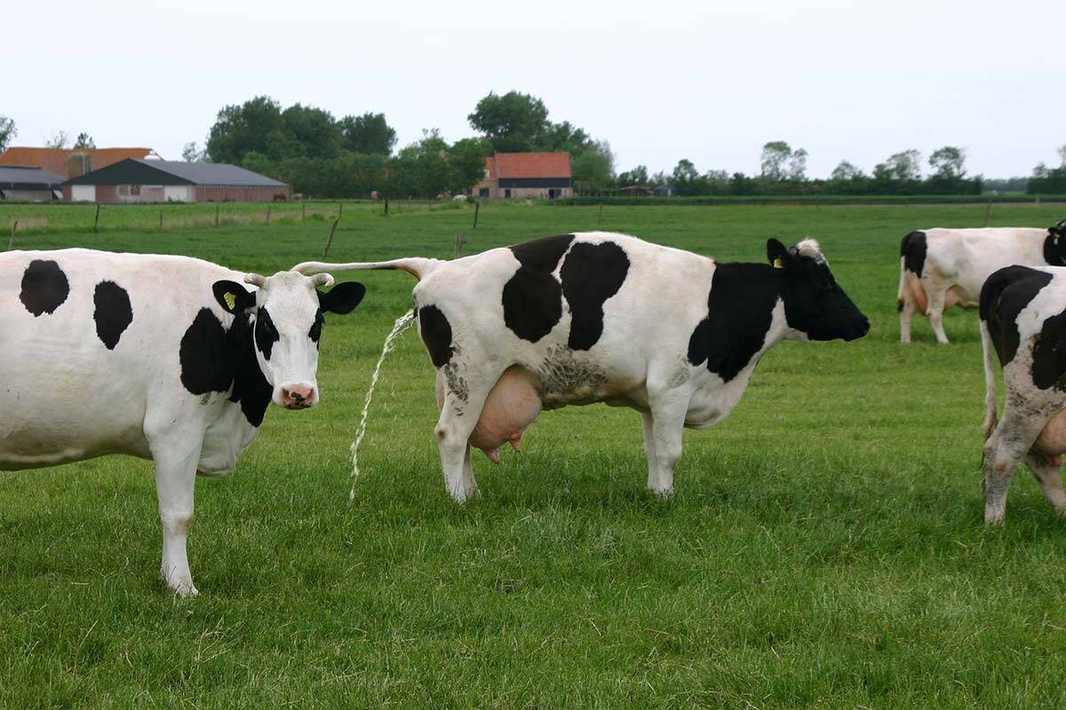 Article image for Why New Zealand researchers are toilet training cows