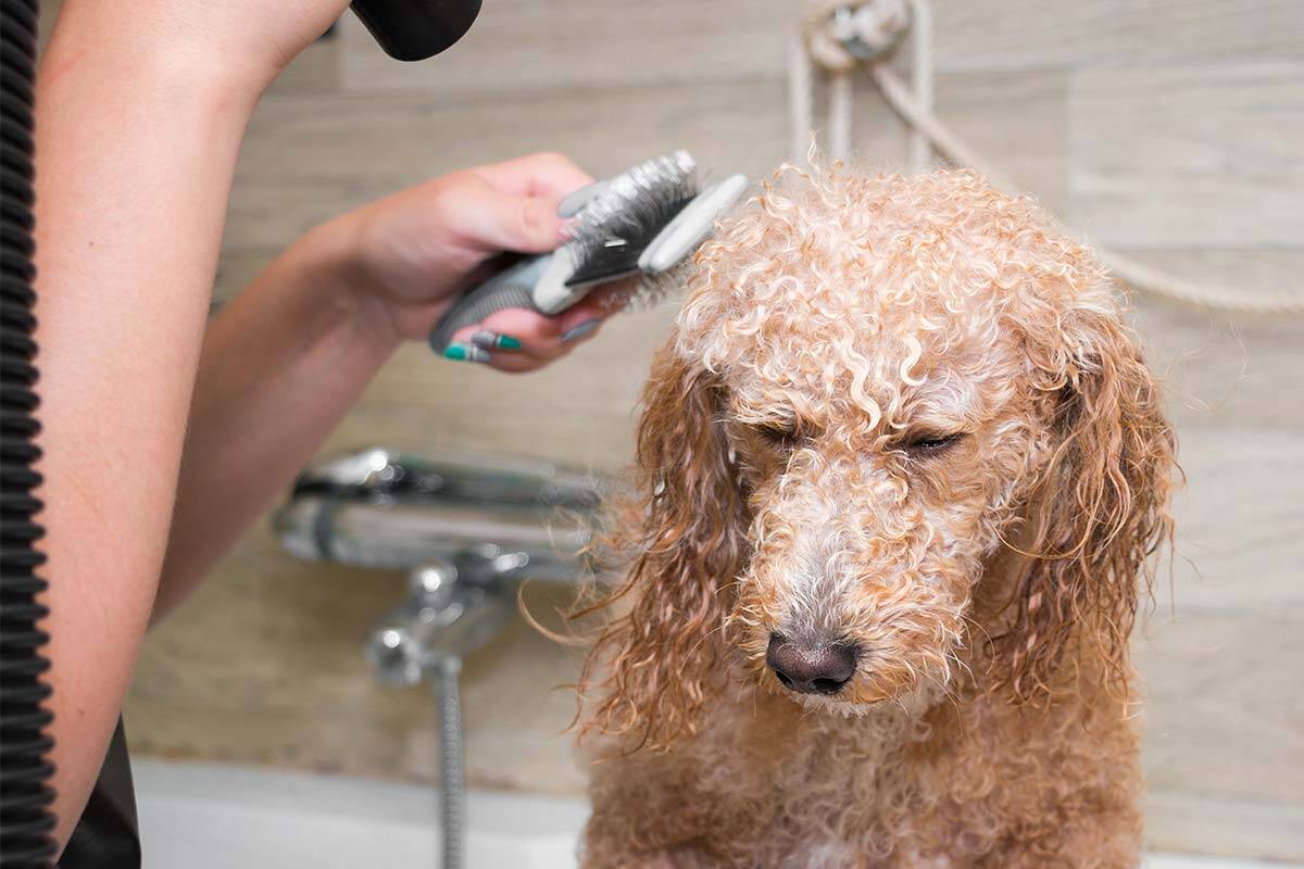 Article image for Dog owners rejoice after Health Department grooming backflip