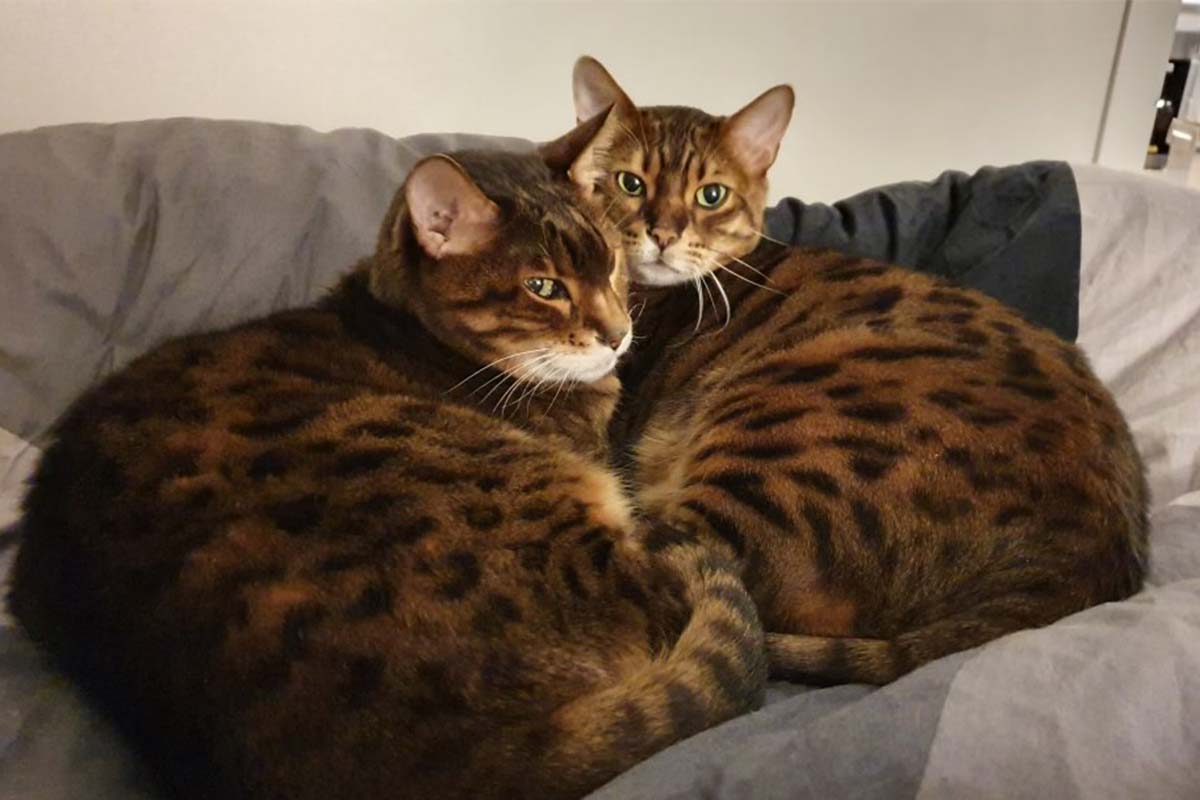 St Kilda man with COVID-19 caught in dispute with health authorities over a pair of cats 