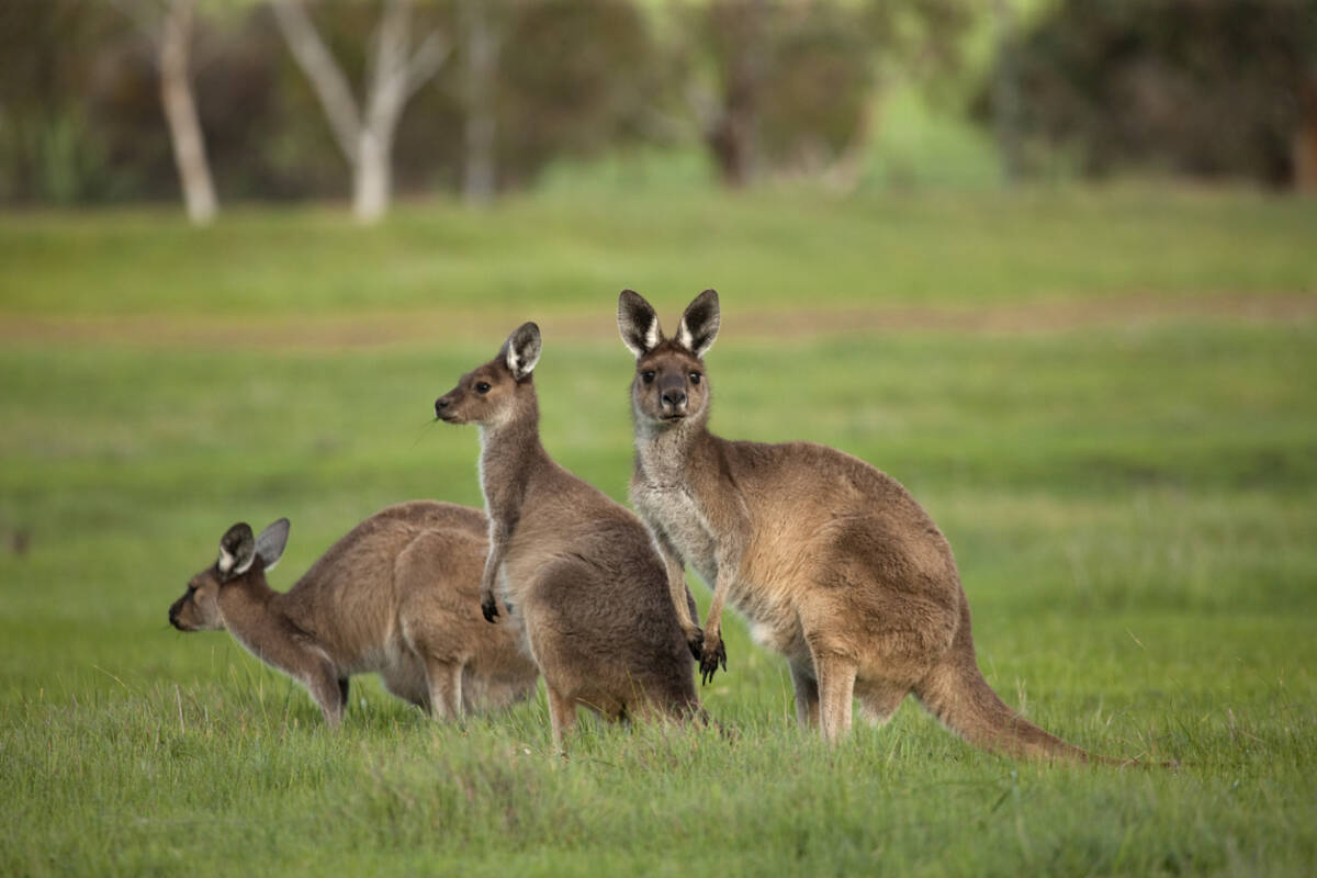 Article image for How animals at Mansfield Zoo reacted to the earthquake