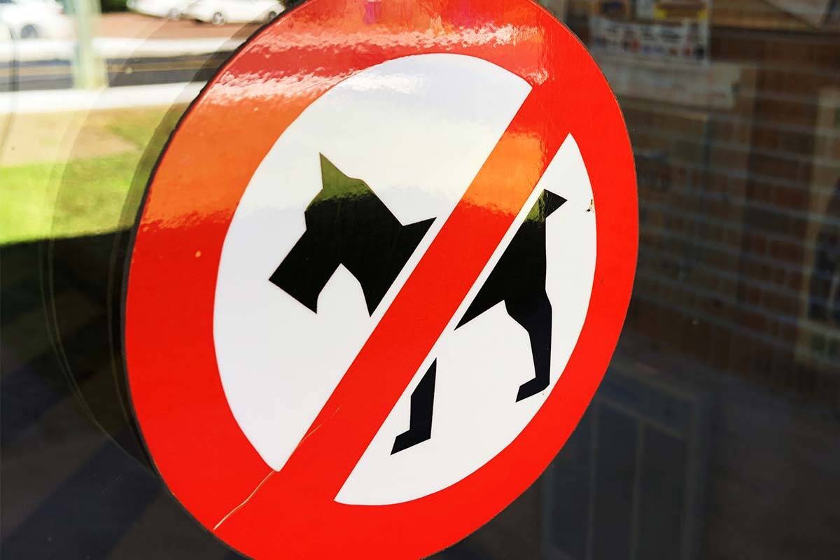 Article image for Council considering ban on dogs in popular Victorian tourist town’s main streets