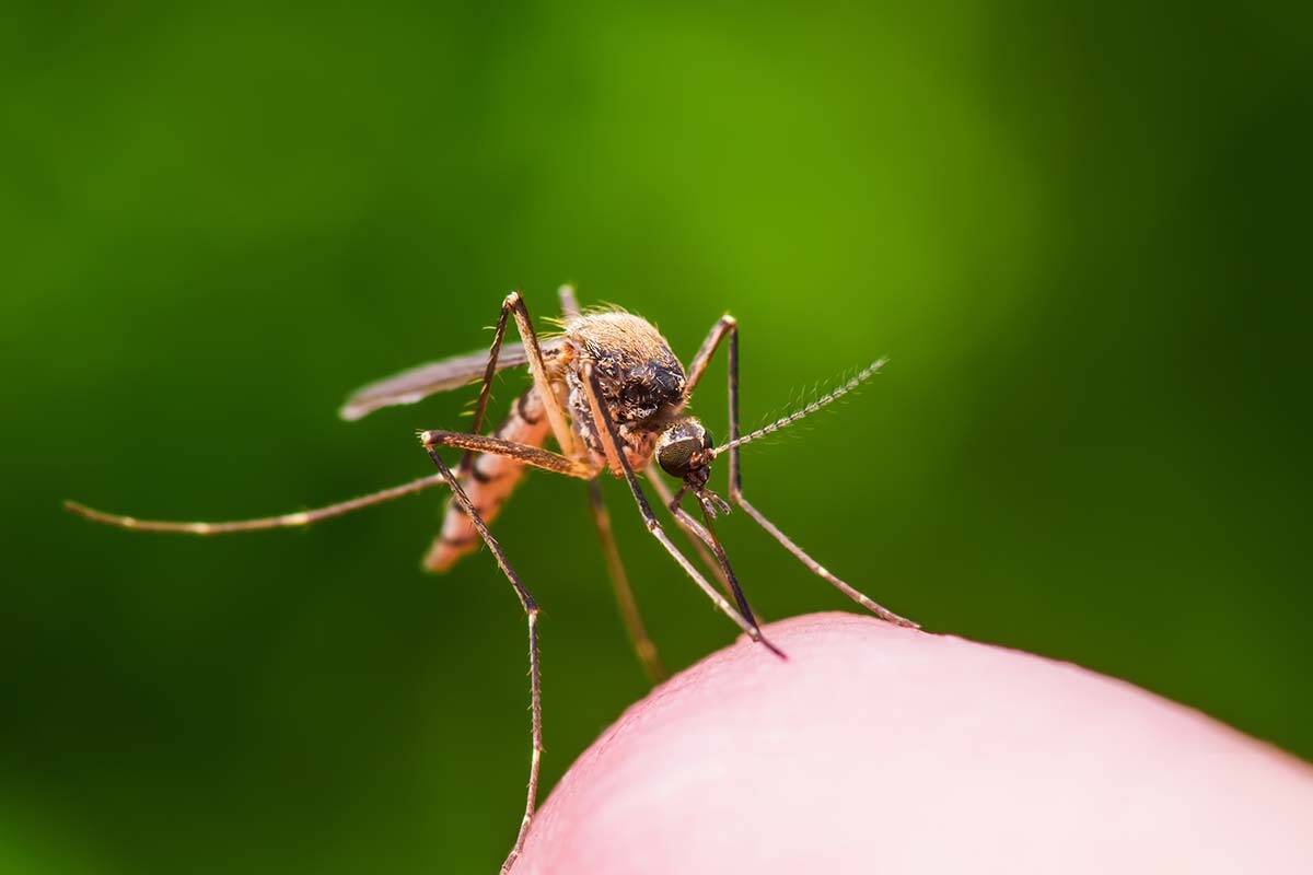 Article image for Australian researchers can ‘virtually eradicate’ one of the most disease-ridden mosquito species