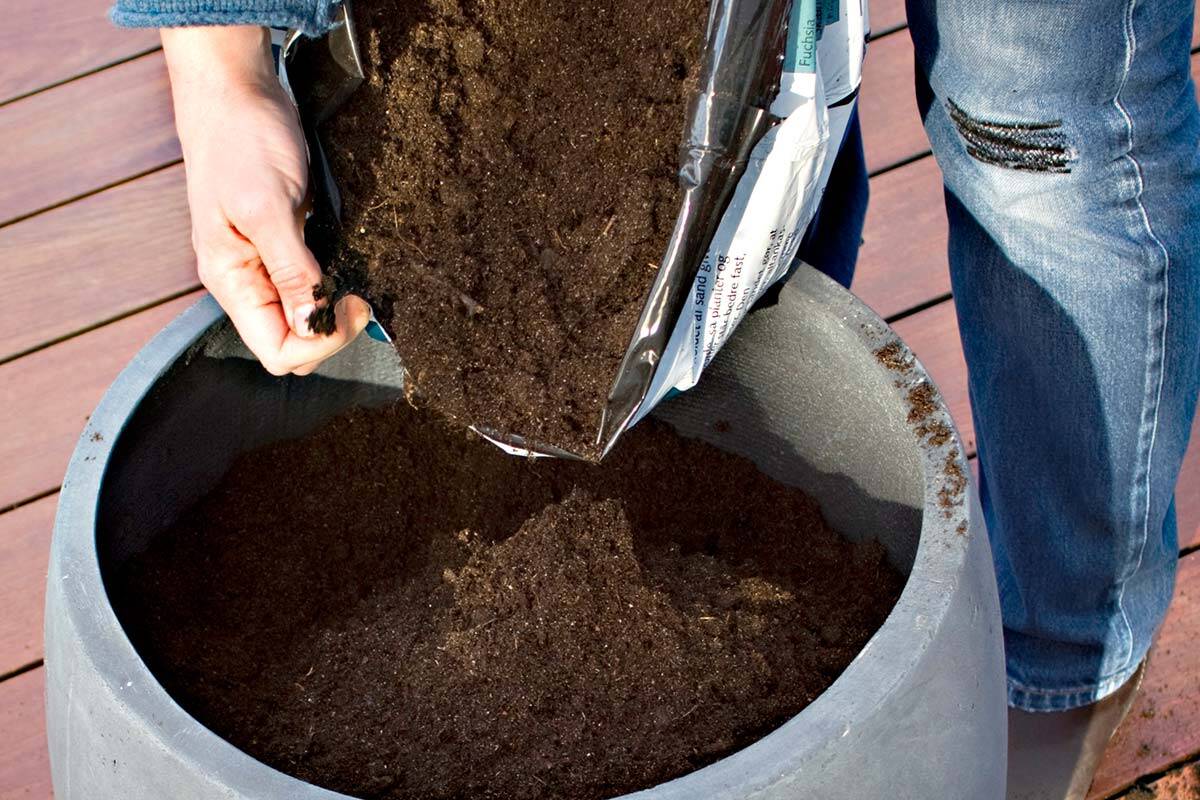 Pouring potting mix into a pot