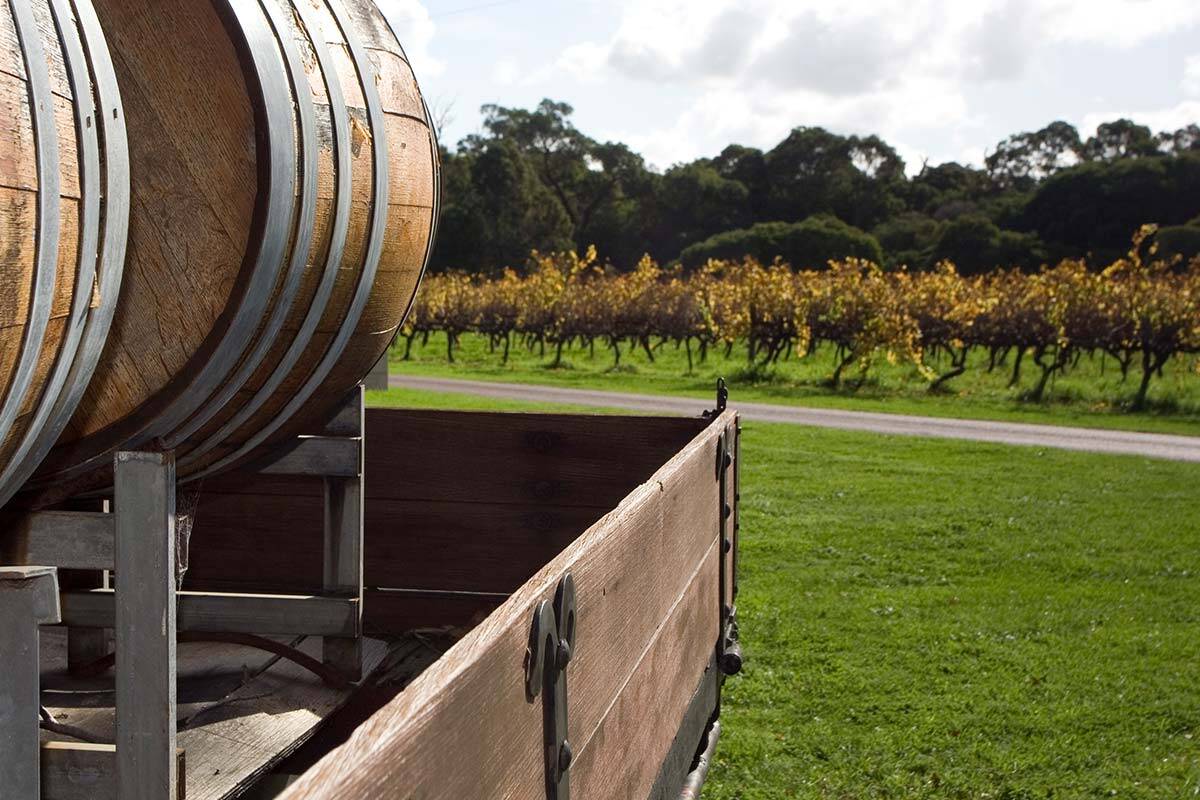 Article image for Victorian wineries are falling ‘through another crack’ as they battle to stay afloat