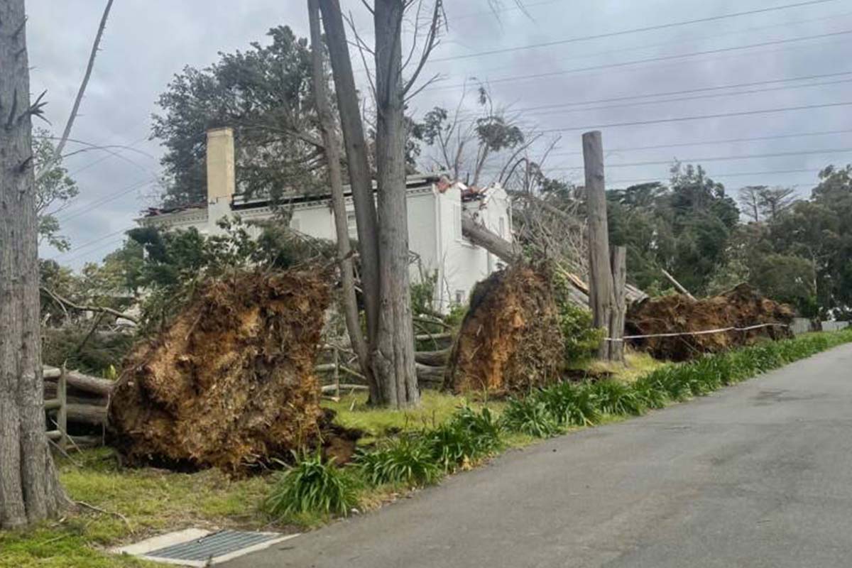 PHOTOS: Savage winds fell trees, rip off roofs and topple trucks