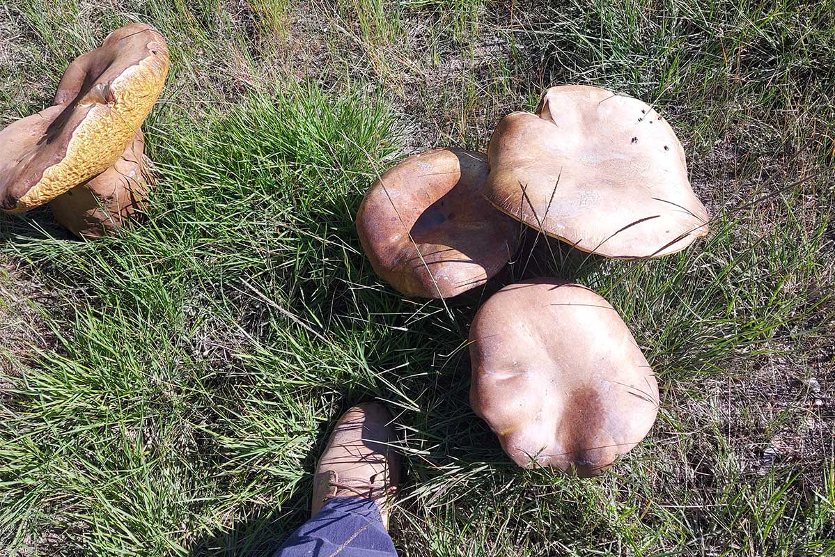 Article image for Man finds ‘serving tray-sized’ mushrooms on his Clyde North property