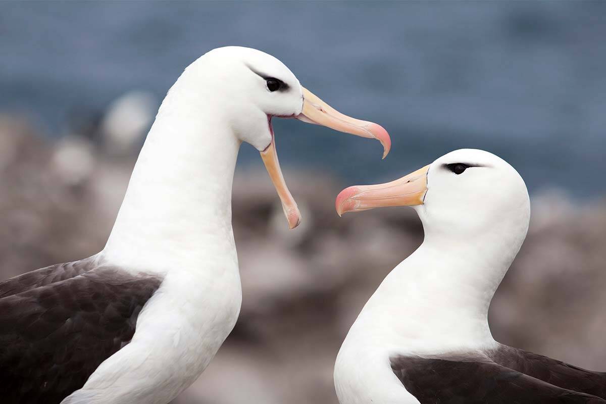 Article image for Why albatross divorce rates are on the rise