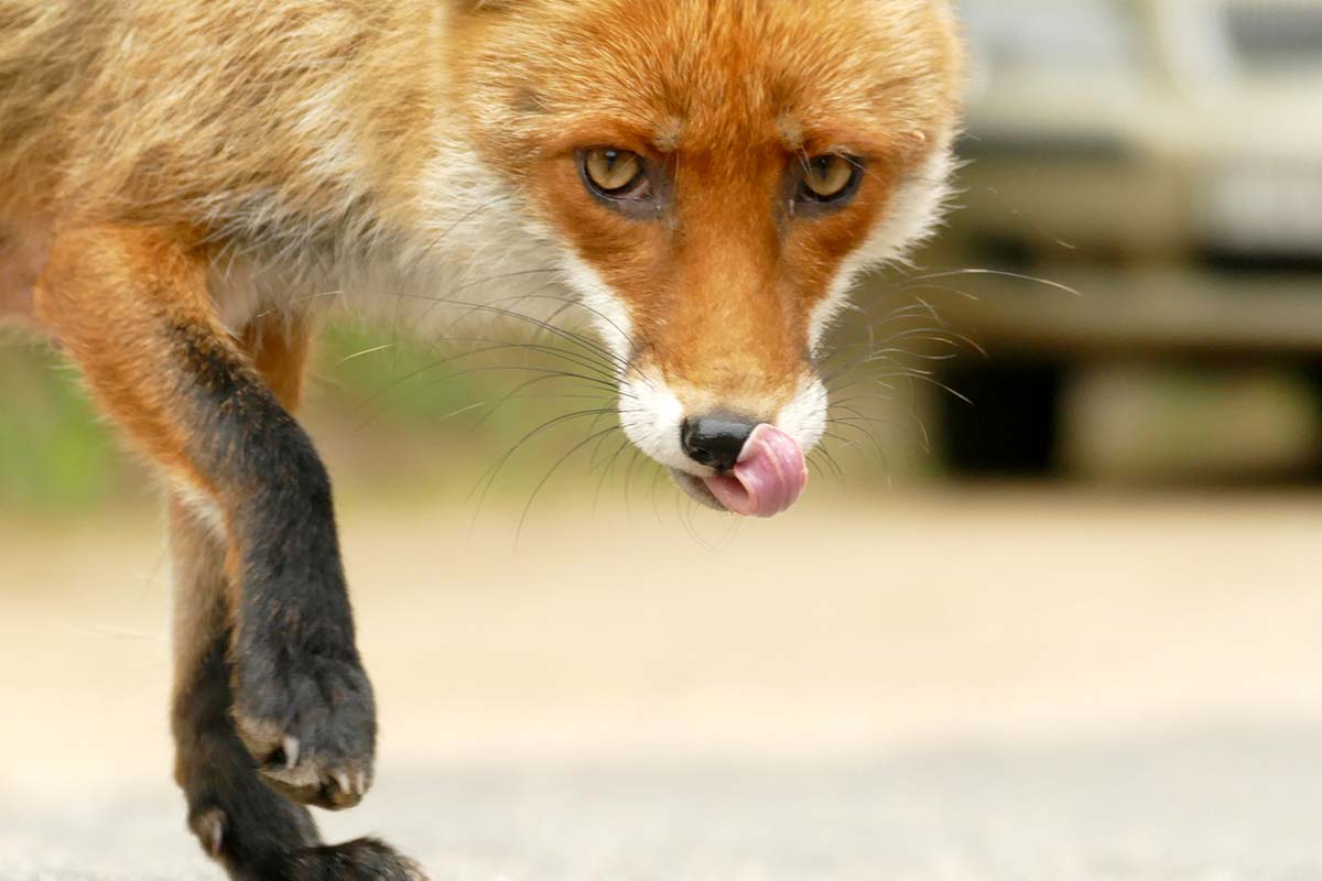 Do Foxes Attack Dogs