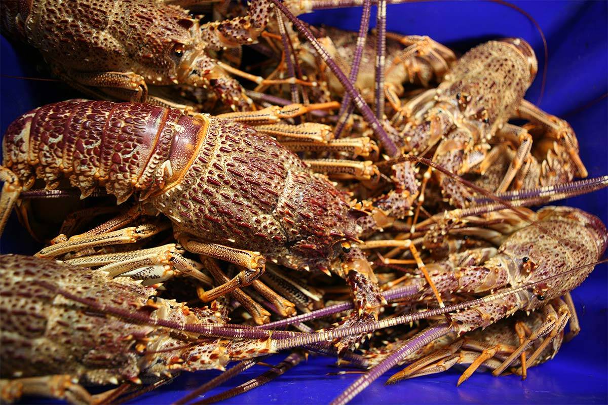 Article image for Matt Preston’s tips on how to cook lobster