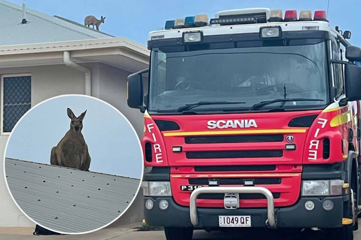Article image for Queensland neighbourhood baffled over how kangaroo ended up on roof