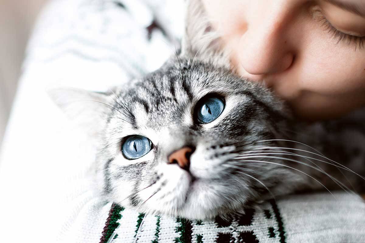 Article image for Cat cuddling sessions on offer ahead of Christmas