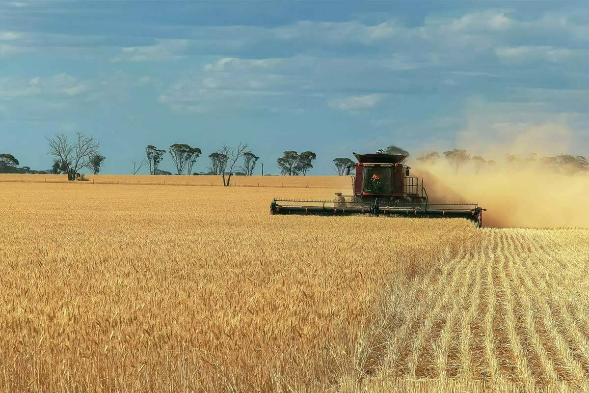 Article image for Australian farmers expecting record winter crop harvest