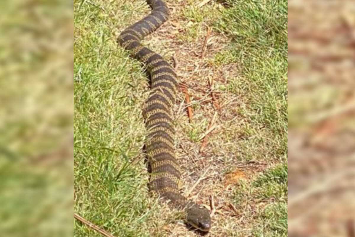 Article image for RUMOUR FILE: Huge Tiger Snake refuses to budge after over-indulging at lunch