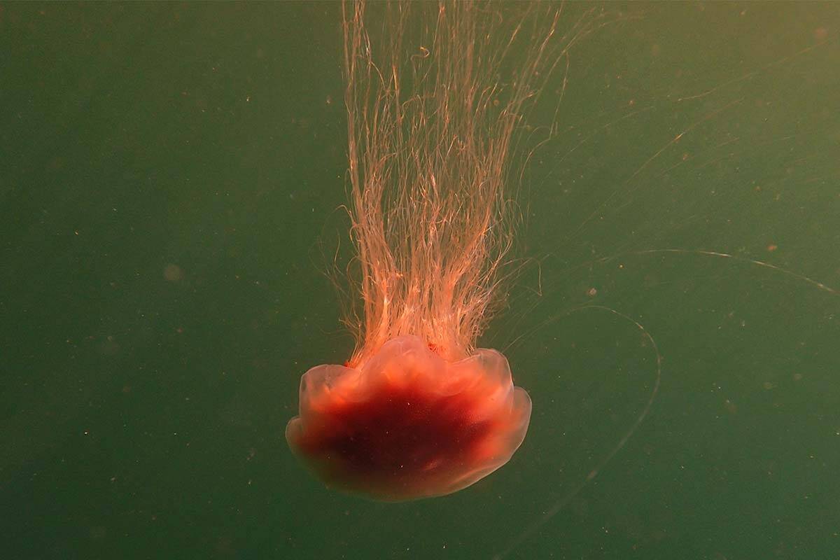 Article image for Why a ‘gobsmacking’ number of jellyfish have inundated Melbourne beaches