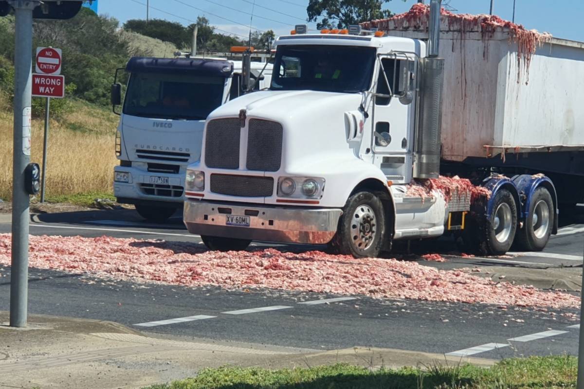 Article image for An offal mess: 300 kilograms of animal carcass spread across a Melbourne road