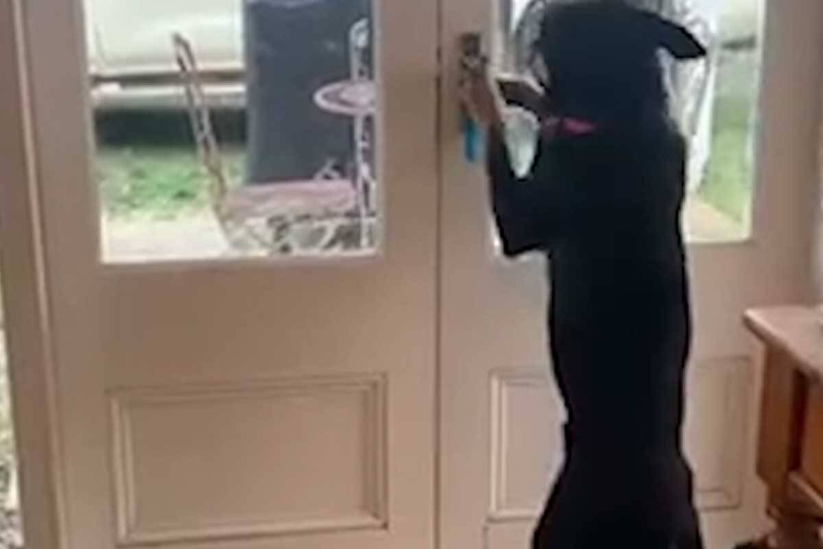 Article image for The smartest dog you’ve ever met