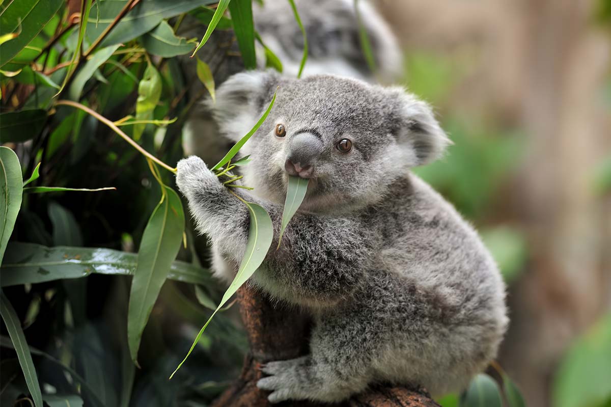 Article image for Koalas listed as endangered in many parts of Australia