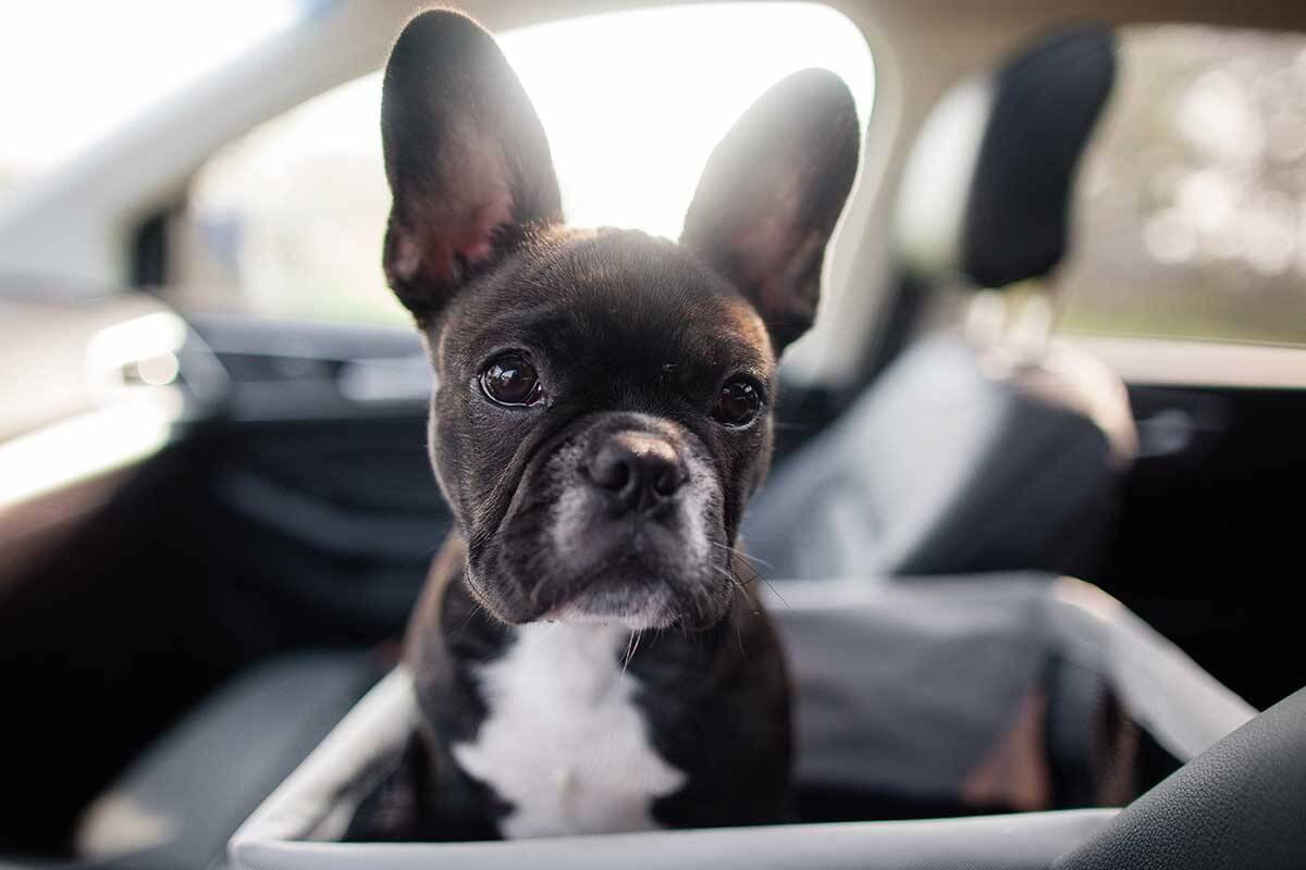 Article image for Calls for Australia to follow Norway’s lead and ban several ‘designer’ breeds of dog