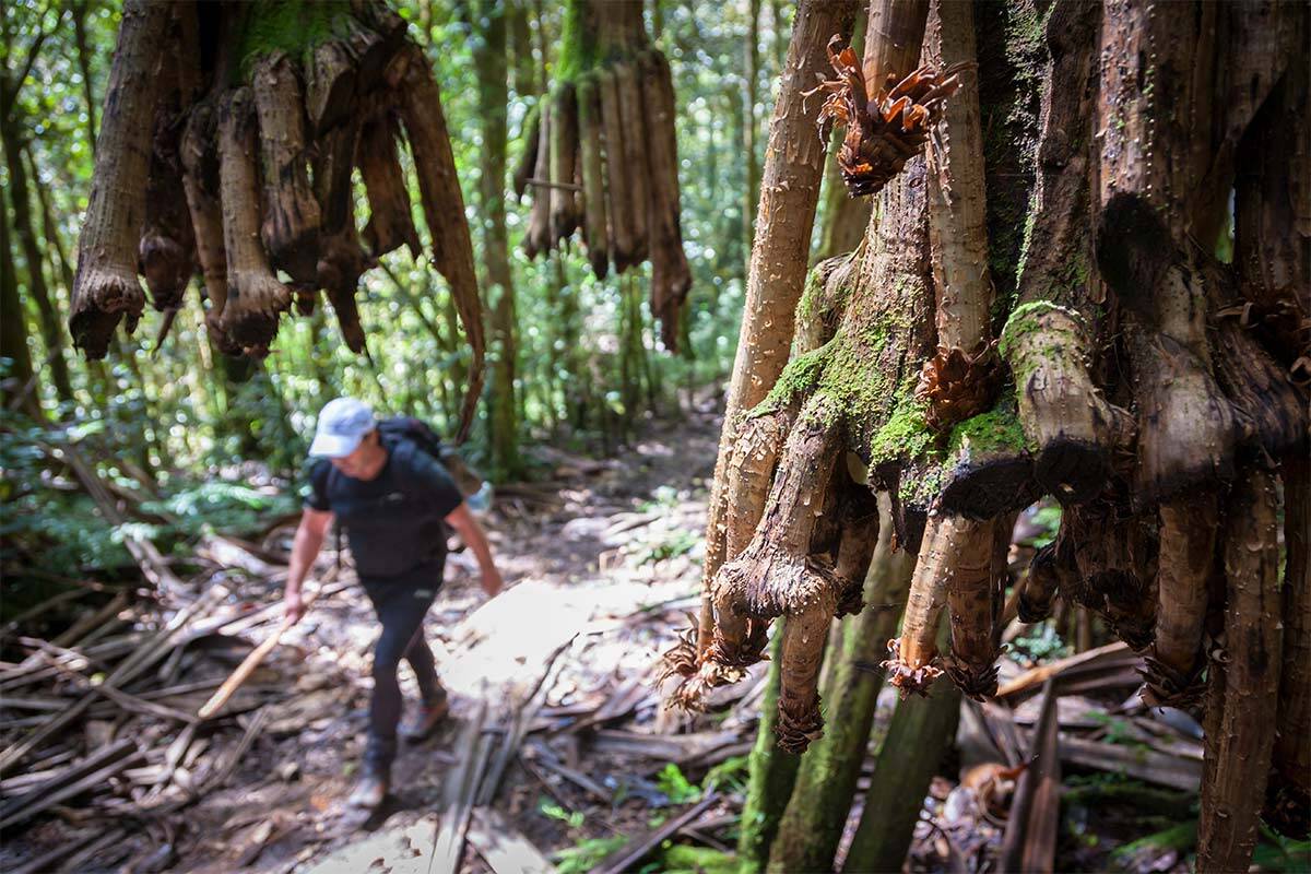 Article image for Why Australians are being prevented from walking Kokoda Track