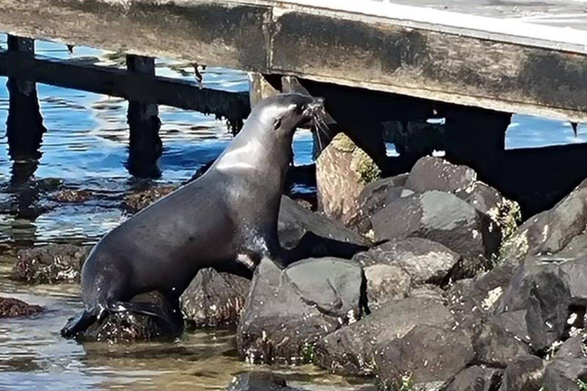Article image for Seal sparks ‘intense’ conflict in a Bellarine Peninsula town