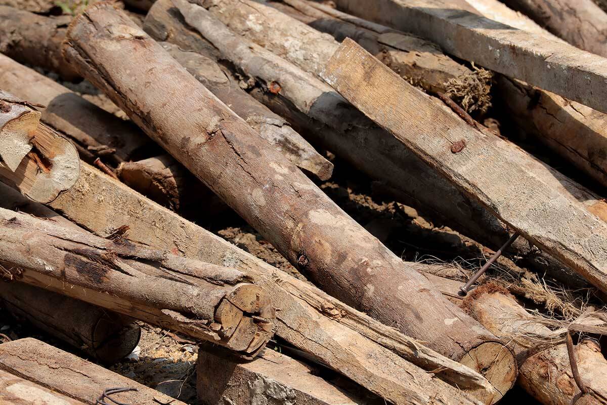 Article image for Protesters block fallen timber clearing, despite fire risk and wishes of local Indigenous community