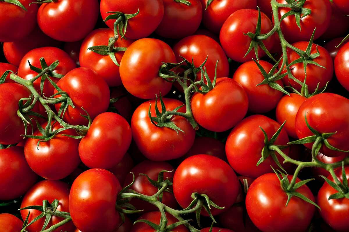 Article image for Why tomatoes could be genetically modified for our health