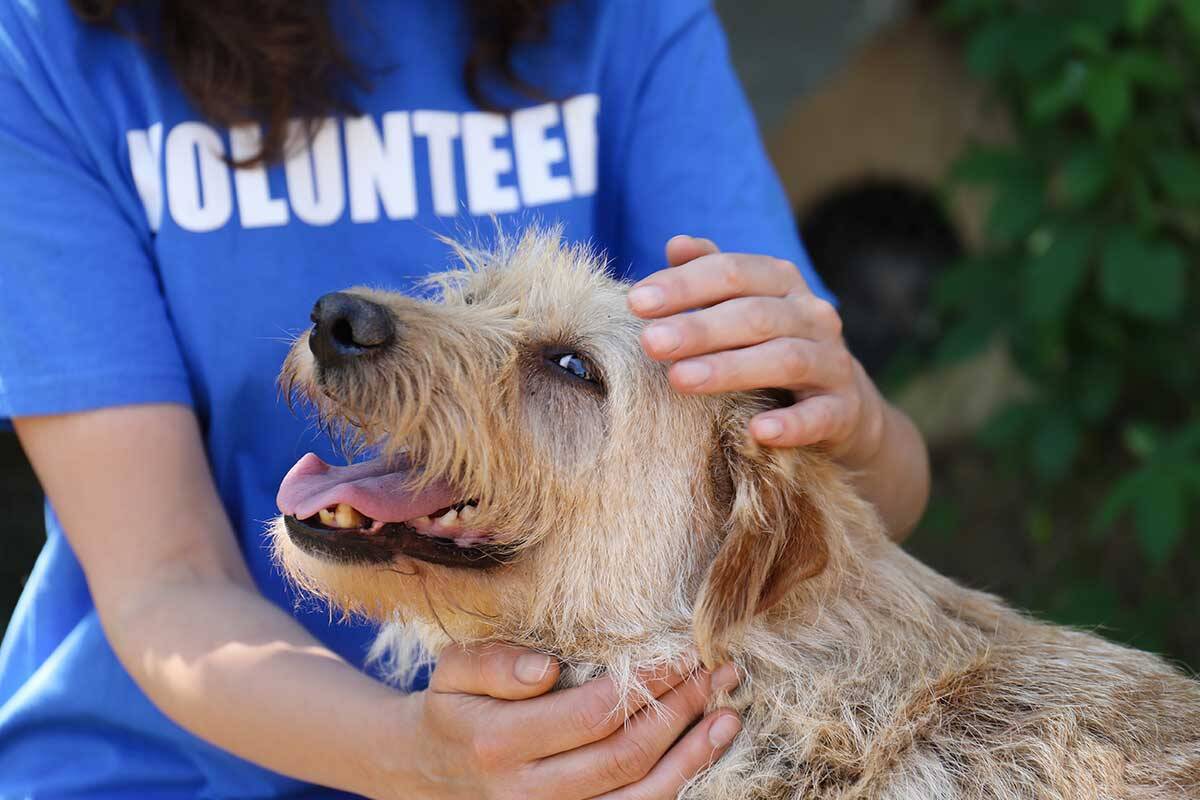 Article image for Why Victoria’s volunteer numbers have plummeted post-lockdown
