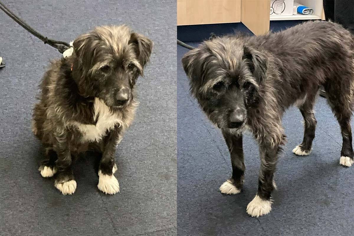 Article image for Dog found riding Frankston train alone