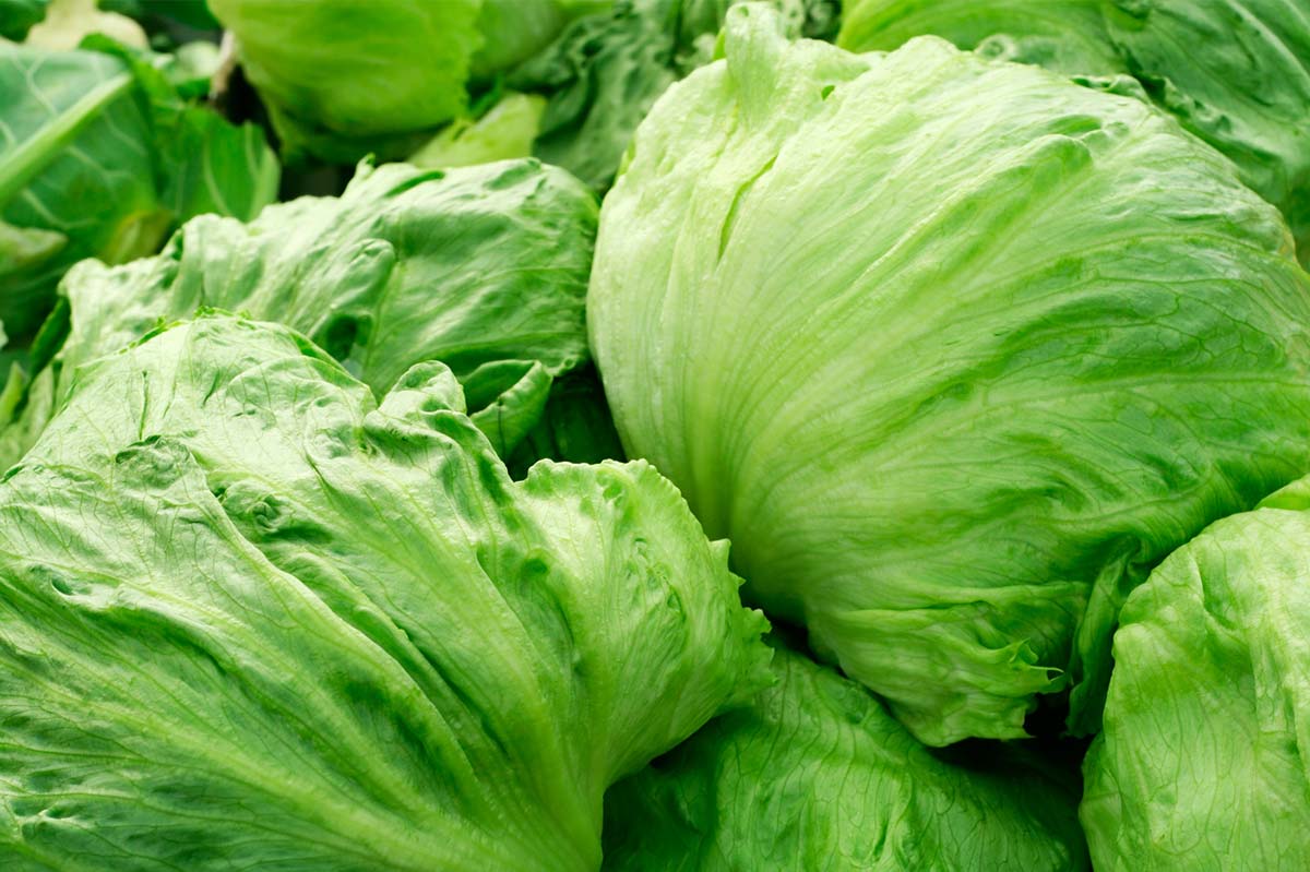 Article image for What’s causing eye-watering lettuce prices (and the next vegetable likely to be in short supply)