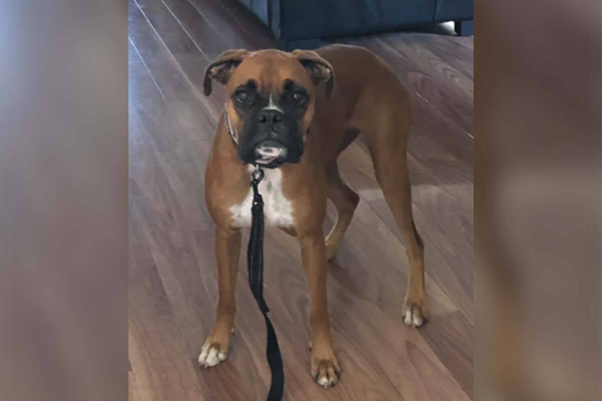 Article image for Have you seen Kota? Search for dog missing from Pakenham