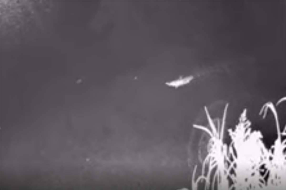 Article image for Platycam livestream: Catch some of Victoria’s most elusive creatures on camera