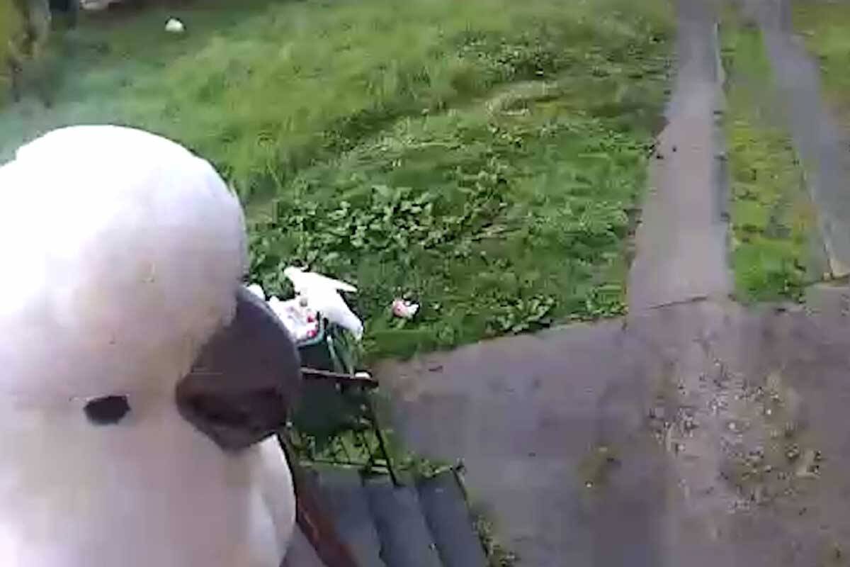 Article image for Crafty cockatoo cuts CCTV while his friends feed at Belgrave Heights home
