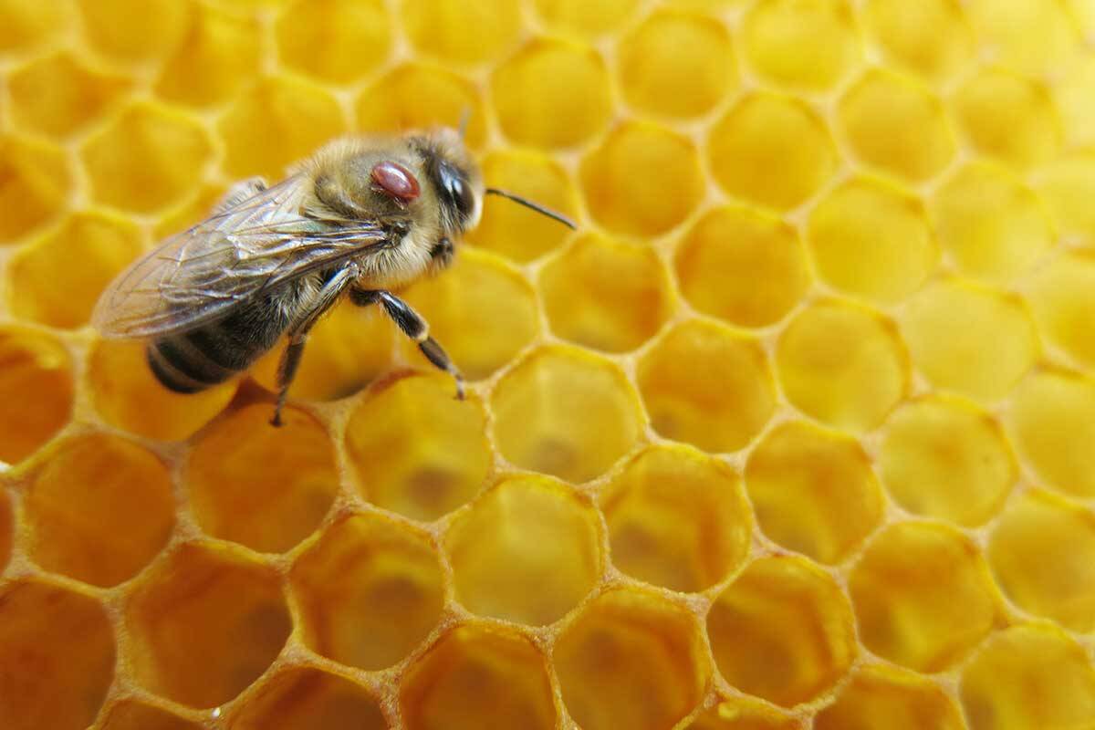 Article image for Australia’s bee industry on edge following Varroa destructor detection