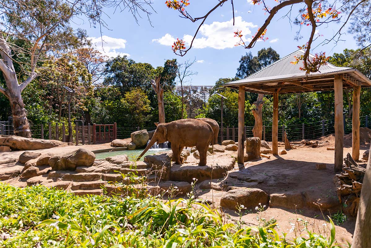 Victoria's zoos introduce steps to protect animals from foot and mouth disease Victoria's zoos introduce steps to protect animals from foot and mouth disease