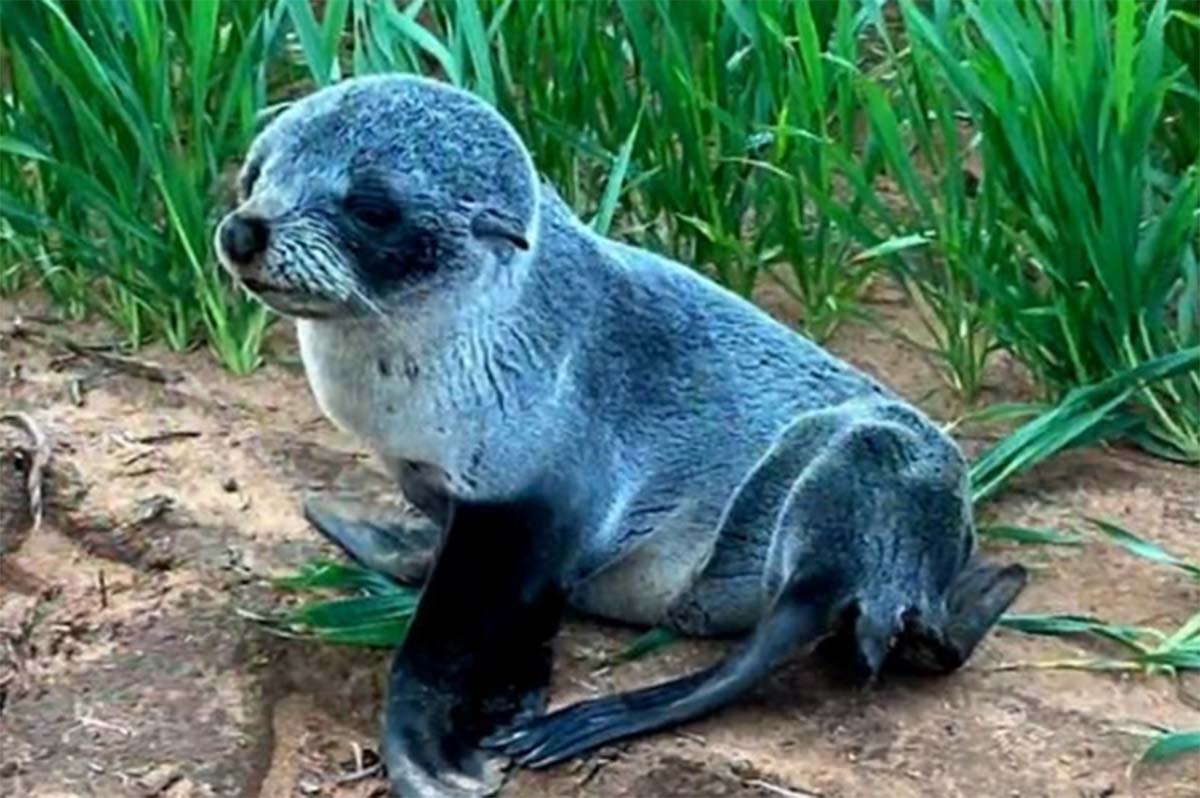 Article image for Seal pup found in a paddock kilometres away from the sea