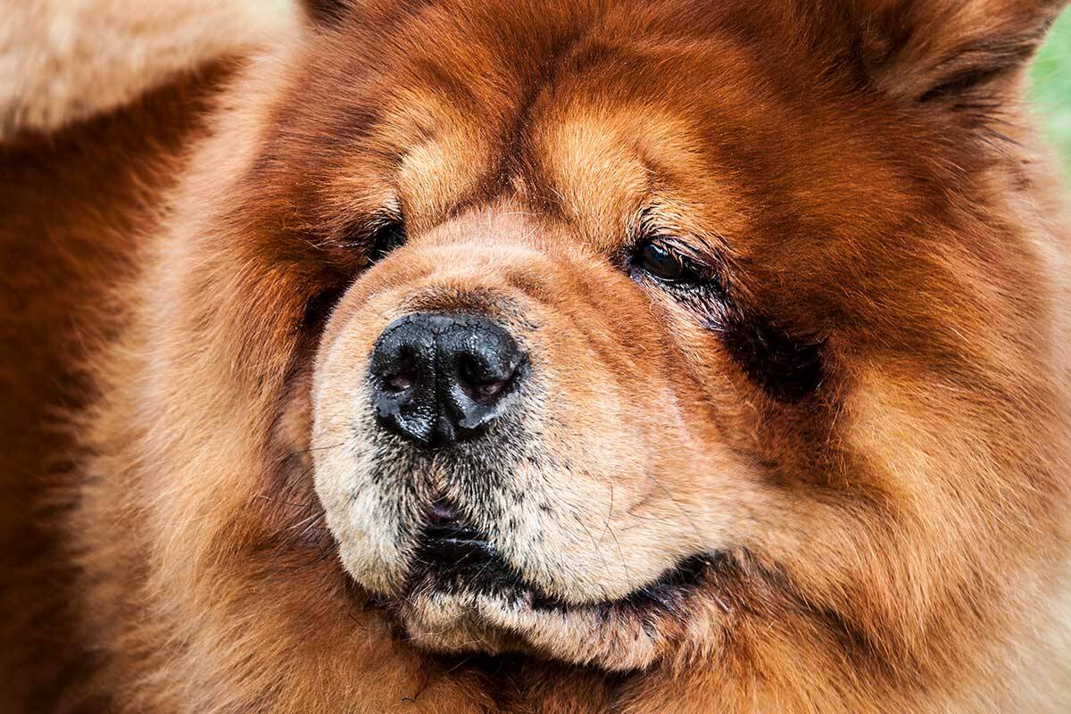 Article image for The reason this woman has 46 pets