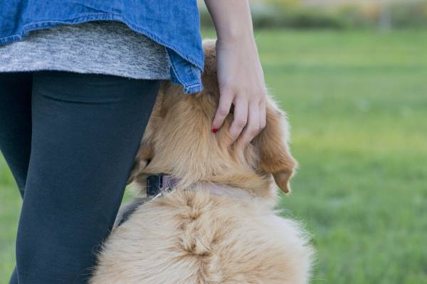 Article image for The push for ‘pet leave’ in Australia