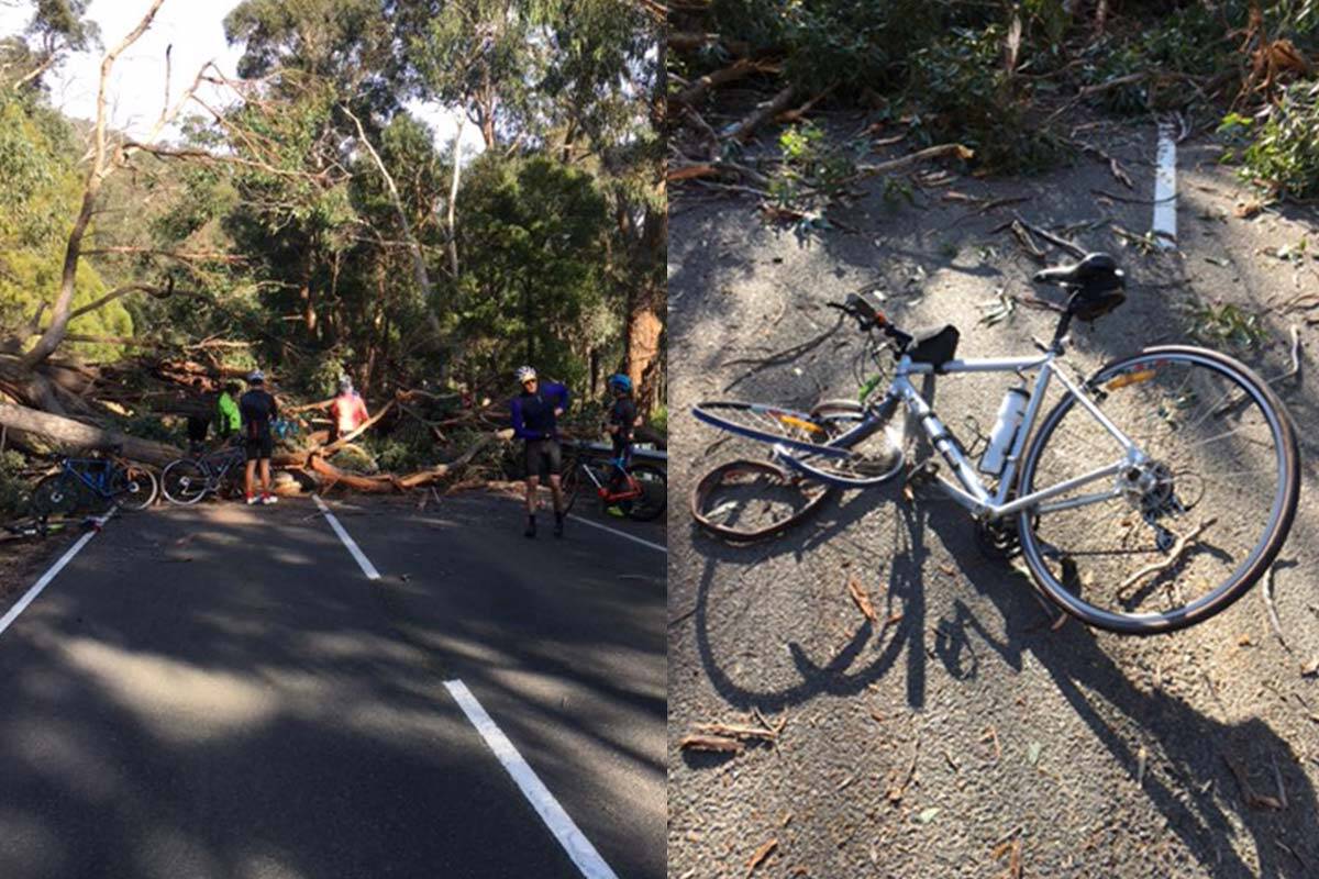 Article image for Cyclist narrowly escapes serious injury after being struck by huge tree