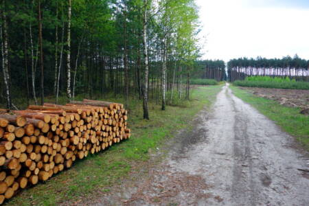 Forest industry crucial to cutting carbon