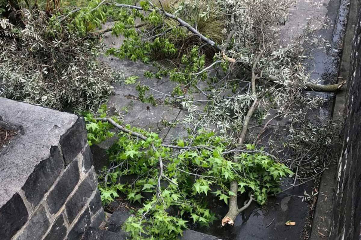 Article image for Lack of arborists in Melbourne causing post storm clean-up problems